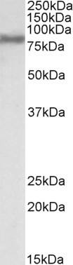 ACSL4 Antibody in Western Blot (WB)