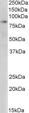 SETDB2 Antibody in Western Blot (WB)