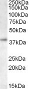 RNF2 Antibody in Western Blot (WB)