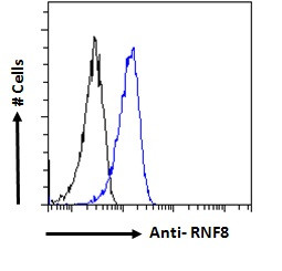 RNF8 Antibody in Flow Cytometry (Flow)