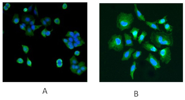 DJ-1 Antibody in Immunocytochemistry (ICC/IF)