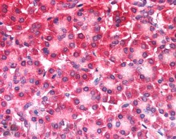 CARD6 Antibody in Immunohistochemistry (Paraffin) (IHC (P))