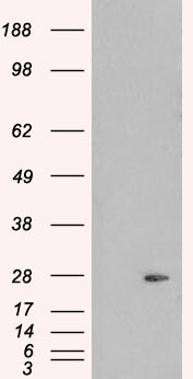 Pallidin Antibody in Western Blot (WB)