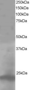 Pallidin Antibody in Western Blot (WB)