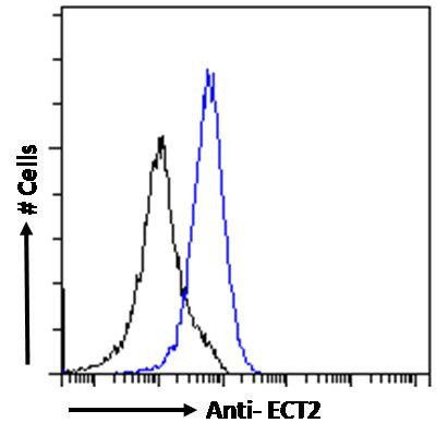 ECT2 Antibody in Flow Cytometry (Flow)