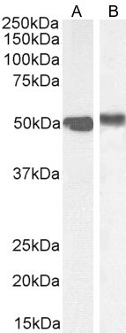 FOXA1 Antibody in Western Blot (WB)