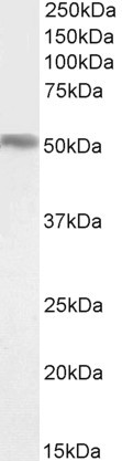 FOXA1 Antibody in Western Blot (WB)