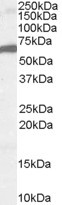 FOXA2 Antibody in Western Blot (WB)