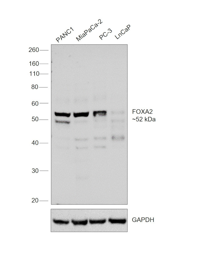 FOXA2 Antibody in Western Blot (WB)