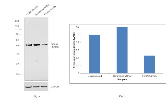 FOXA2 Antibody in Western Blot (WB)