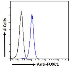 FOXC1 Antibody in Flow Cytometry (Flow)