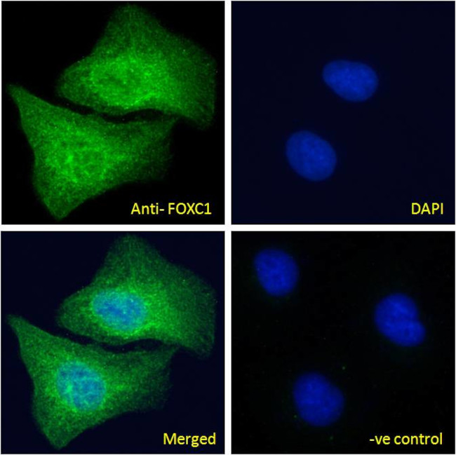 FOXC1 Antibody in Immunocytochemistry (ICC/IF)