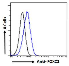 FOXC2 Antibody in Flow Cytometry (Flow)