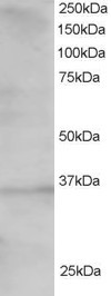 TCF19 Antibody in Western Blot (WB)