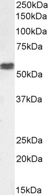 PTBP1 Antibody in Western Blot (WB)