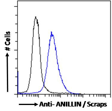 Anillin Antibody in Flow Cytometry (Flow)