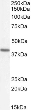 ATP6IP2 Antibody in Western Blot (WB)