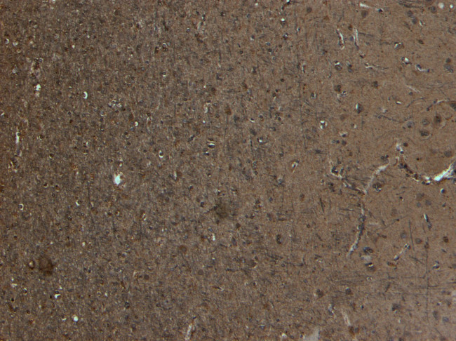 Kalirin Antibody in Immunohistochemistry (Paraffin) (IHC (P))