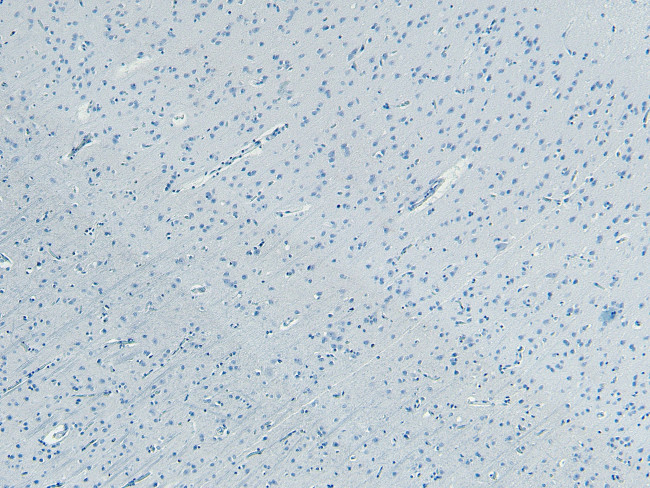 Kalirin Antibody in Immunohistochemistry (Paraffin) (IHC (P))