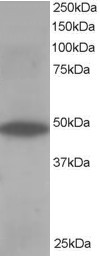 ORP1 Antibody in Western Blot (WB)