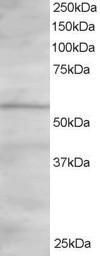 ORP2 Antibody in Western Blot (WB)