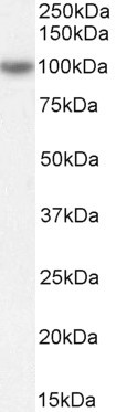 ORP5 Antibody in Western Blot (WB)