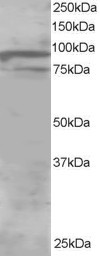 OSBPL11 Antibody in Western Blot (WB)