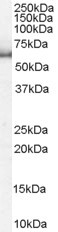 KPNA1 Antibody in Western Blot (WB)