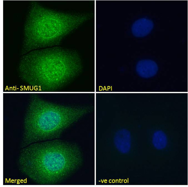 SMUG1 Antibody in Immunocytochemistry (ICC/IF)