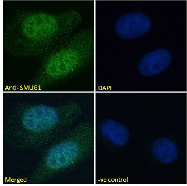 SMUG1 Antibody in Immunocytochemistry (ICC/IF)