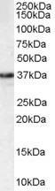 MPG Antibody in Western Blot (WB)