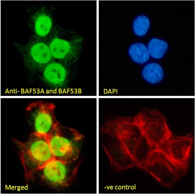 BAF53A/BAF53B Antibody in Immunocytochemistry (ICC/IF)