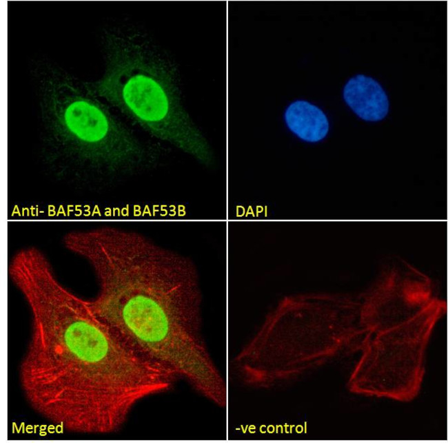 BAF53A/BAF53B Antibody in Immunocytochemistry (ICC/IF)