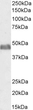 BAF53A/BAF53B Antibody in Western Blot (WB)