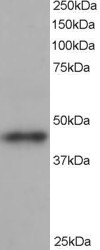 ACTR1B Antibody in Western Blot (WB)