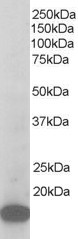 p21 ARC Antibody in Western Blot (WB)