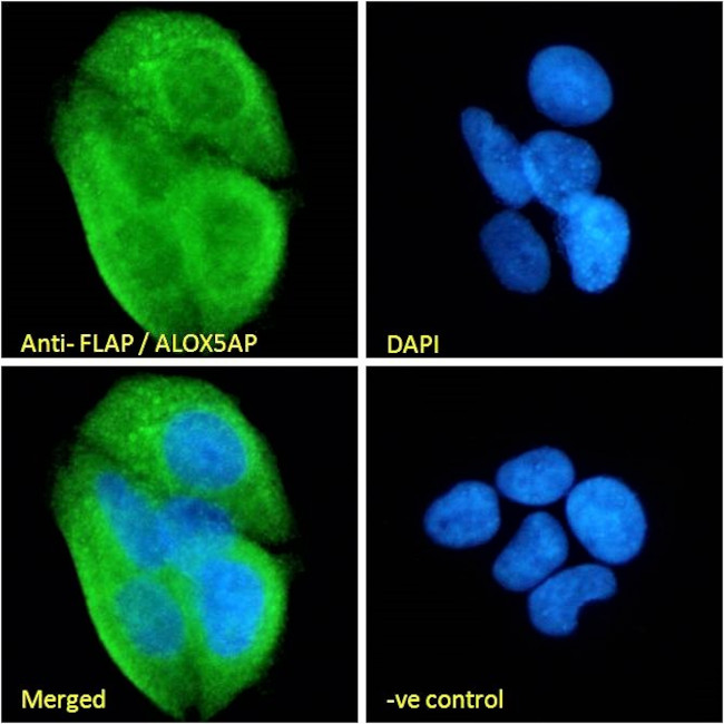 FLAP Antibody in Immunocytochemistry (ICC/IF)