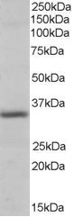 Pirin Antibody in Western Blot (WB)