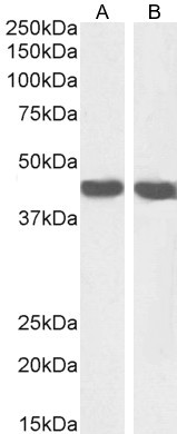 Alpha-Smooth Muscle Actin Antibody in Western Blot (WB)