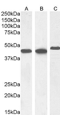 Alpha-Smooth Muscle Actin Antibody in Western Blot (WB)