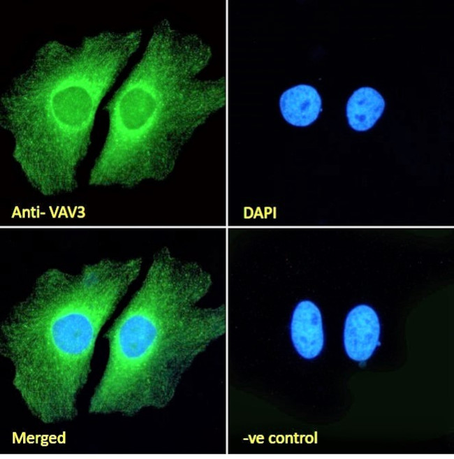 VAV3 Antibody in Immunocytochemistry (ICC/IF)