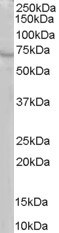 RIC8A Antibody in Western Blot (WB)