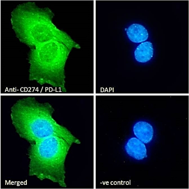 PD-L1 Antibody in Immunocytochemistry (ICC/IF)