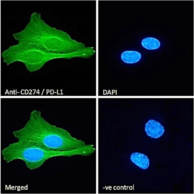 PD-L1 Antibody in Immunocytochemistry (ICC/IF)