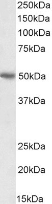 PD-L1 Antibody in Western Blot (WB)