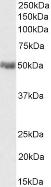 PD-L1 Antibody in Western Blot (WB)