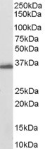 AKR1C3 Antibody in Western Blot (WB)