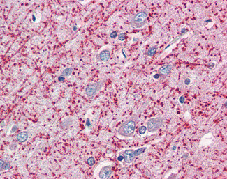 MOG Antibody in Immunohistochemistry (Paraffin) (IHC (P))