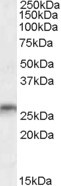 MOG Antibody in Western Blot (WB)