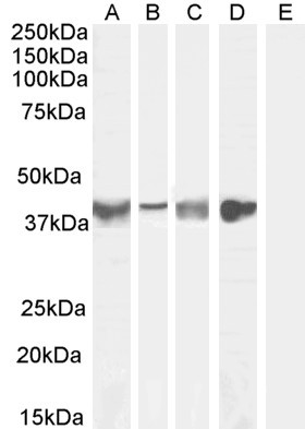 Asporin Antibody in Western Blot (WB)